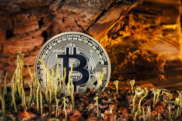 Coin Bitcoin in einer märchenhaften Landschaft Stockbild