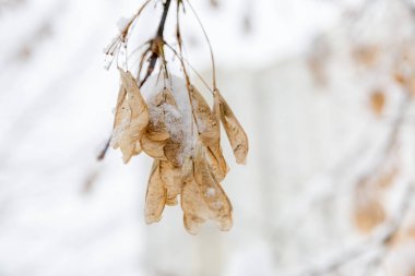 Kışın kuru akçaağaç tohumları