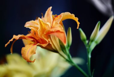 Daylily portakal çiçekleri