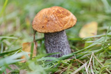 Mantar portakal düğmeli