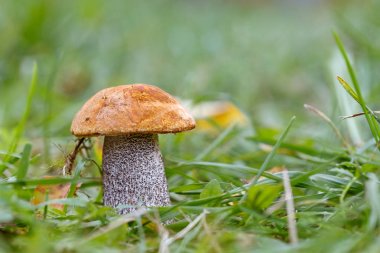 Çim turuncu bir şapkalı mantar
