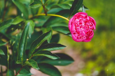 Şakayık, bitkisel gül