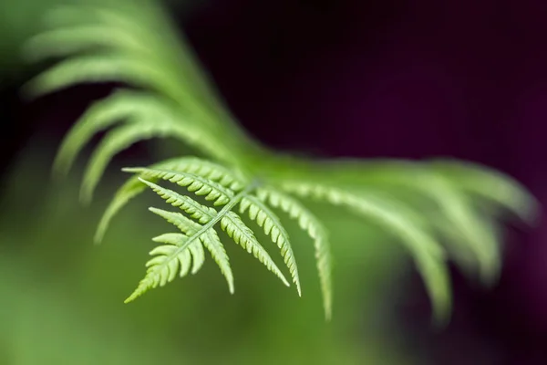 Elegant fern leaf — Stock Photo, Image