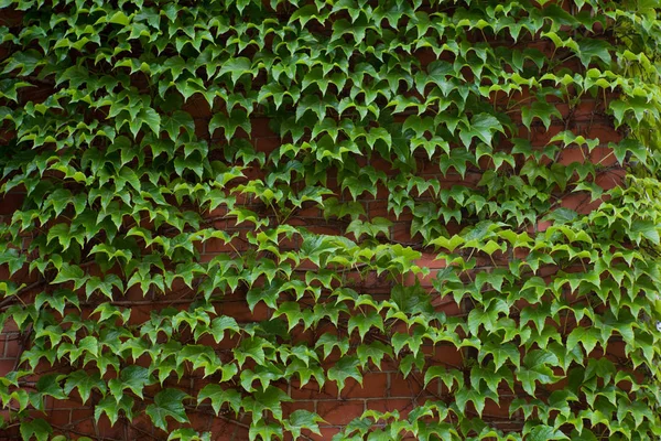 Ivy on brick building — Stock Photo, Image