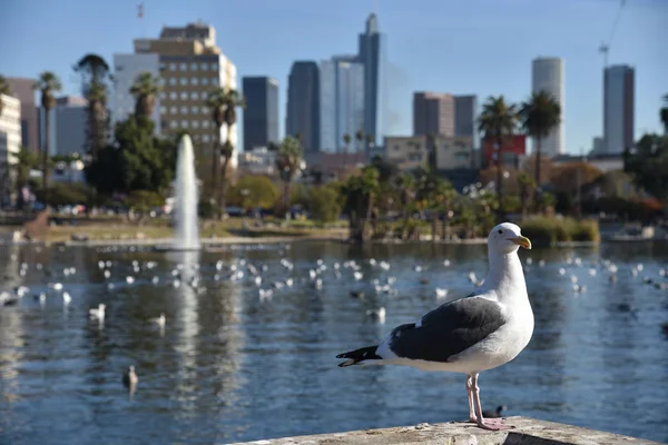 Seagull at MacArthur Park — Stock Photo, Image