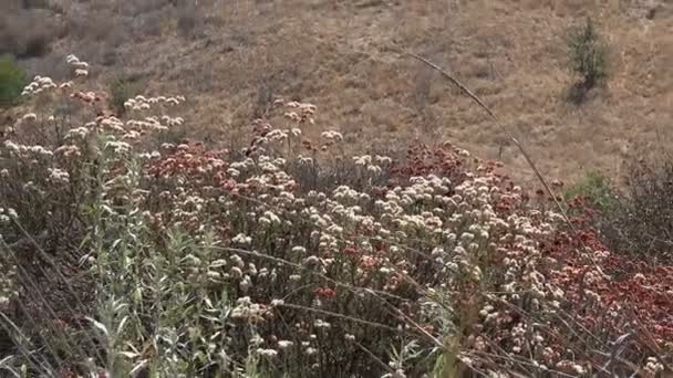 Piękne Dzikie Kwiaty Rosnące Wzgórzach Pustyni — Wideo stockowe