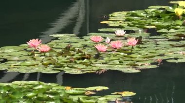 Gölette yetişen pembe nilüfer çiçekleri.