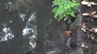 Huzurlu bir derede yansımalar