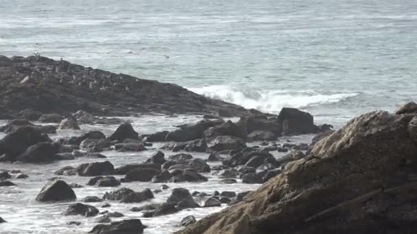 Ondas Que Atingem Uma Rocha Oceano Com Gaivotas — Vídeo de Stock