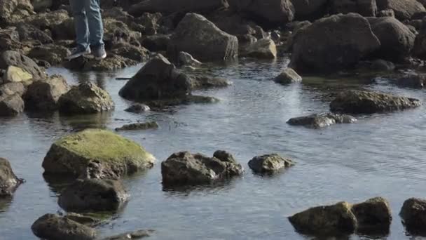 海のそばの潮溜まりの石を踏んで海の生物を探す男 — ストック動画