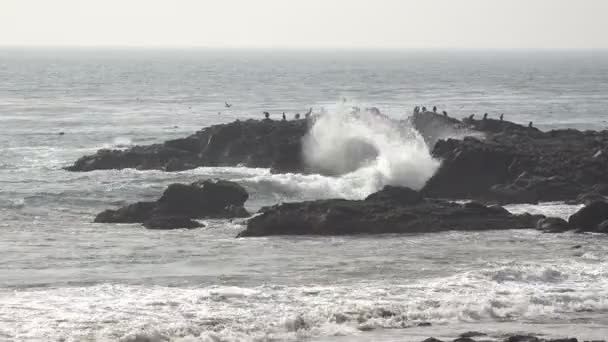 Martılarla Kaplı Bir Kayanın Üzerinde Dalgaların Vurduğu Okyanus Püskürtüsü — Stok video