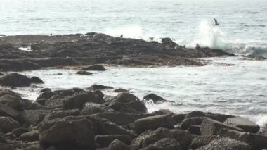 Martılar okyanus dalgaları vurduğunda bir kayadan uçarlar.