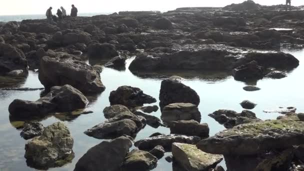Silhouettes Personnes Explorant Les Marées Long Océan Pacifique — Video