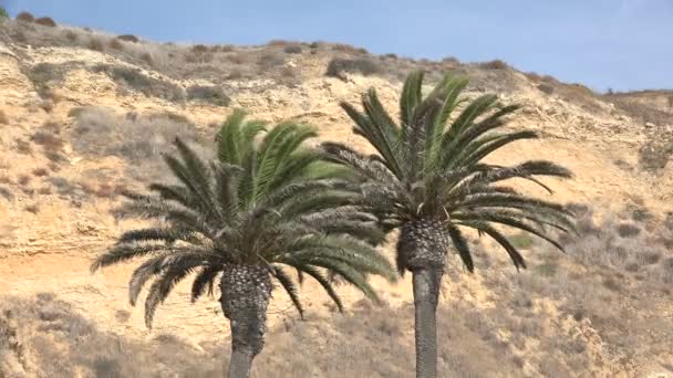 Belles Palmiers Avec Une Falaise Raide Arrière Plan — Video