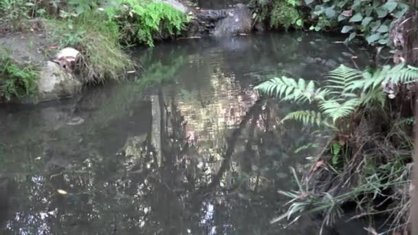 Reflejos Dorados Brillantes Pequeño Arroyo — Vídeo de stock