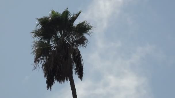 棕榈树旁边升起的浓烟或蒸汽 — 图库视频影像