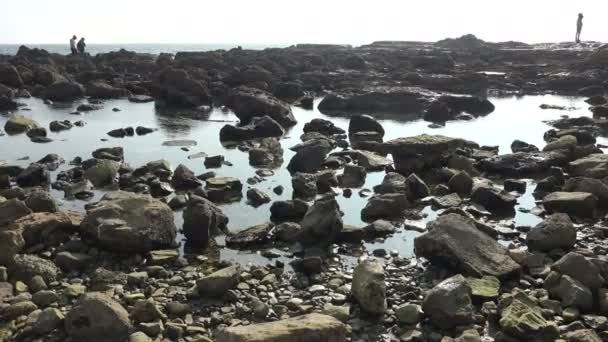 太平洋の岩だらけの海岸線に沿って潮溜まり — ストック動画