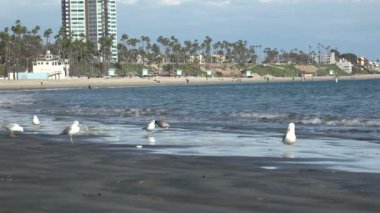 Long Beach California 'da kıyı sondajı yapılan kirli bir sahilde martılar.