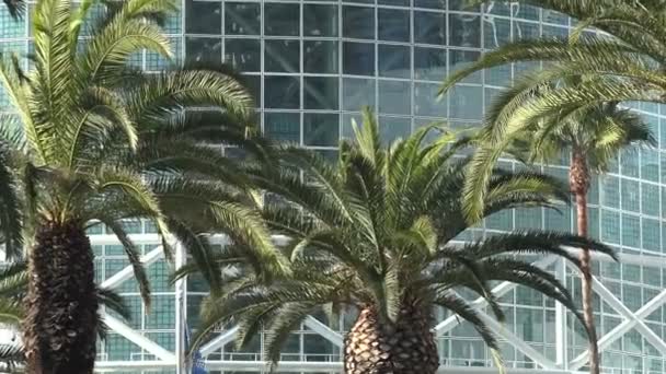 Palmen Vor Einem Modernen Gläsernen Büroturm — Stockvideo