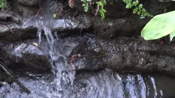 Pequena Corrente Água Pura Fresca — Vídeo de Stock