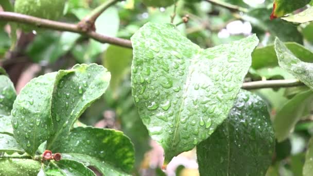 Yaprağa Damlayan Yağmur Damlası Yavaş Çekim — Stok video
