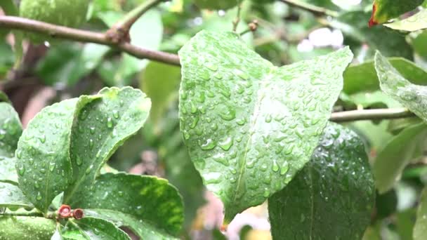 Goteo Lluvia Una Hoja Cámara Lenta — Vídeos de Stock