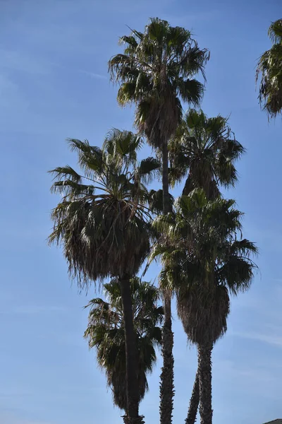 Palm Trees — Stock Photo, Image
