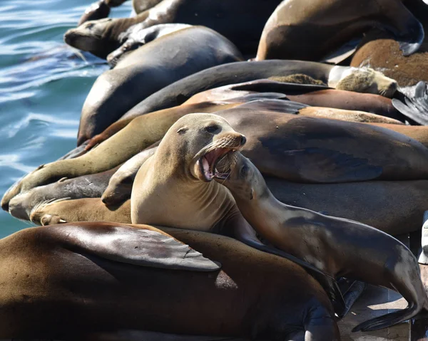 Filhote Cachorro Foca Bebê Lutando Com Outro Selo Nas Docas — Fotografia de Stock