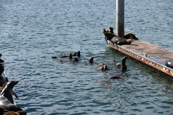 Zeehonden Zwemmen Haven Trekken Haven Een Tropisch Resort — Stockfoto