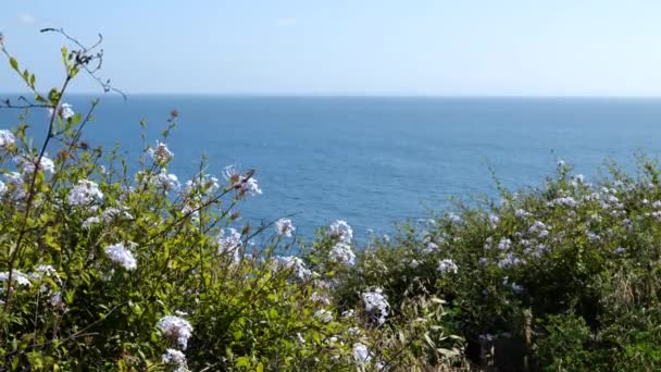 Widok Ocean Spokojny Przez Pole Dzikich Kwiatów — Wideo stockowe