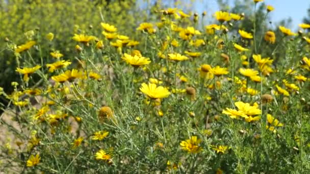 Campo Flores Silvestres Amarelas Soprando Vento Câmera Lenta — Vídeo de Stock