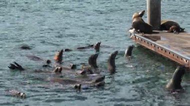 Fok balıkları okyanusta yüzüyor ve bir limanda rıhtıma çekiliyor.