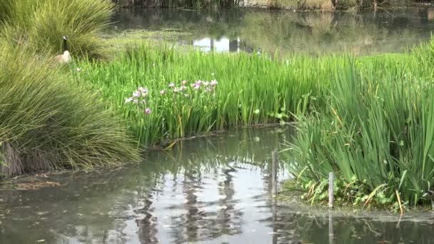 春になると池に羽や花を咲かせるガチョウ — ストック動画