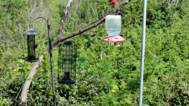 Troupeau Colibris Volant Autour Une Mangeoire Oiseaux Ralenti — Video