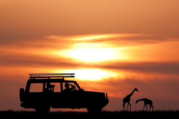 Safari jeepem na zachodzie słońca — Zdjęcie stockowe