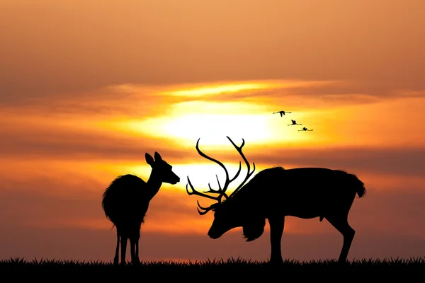 Herten bij zonsondergang — Stockfoto