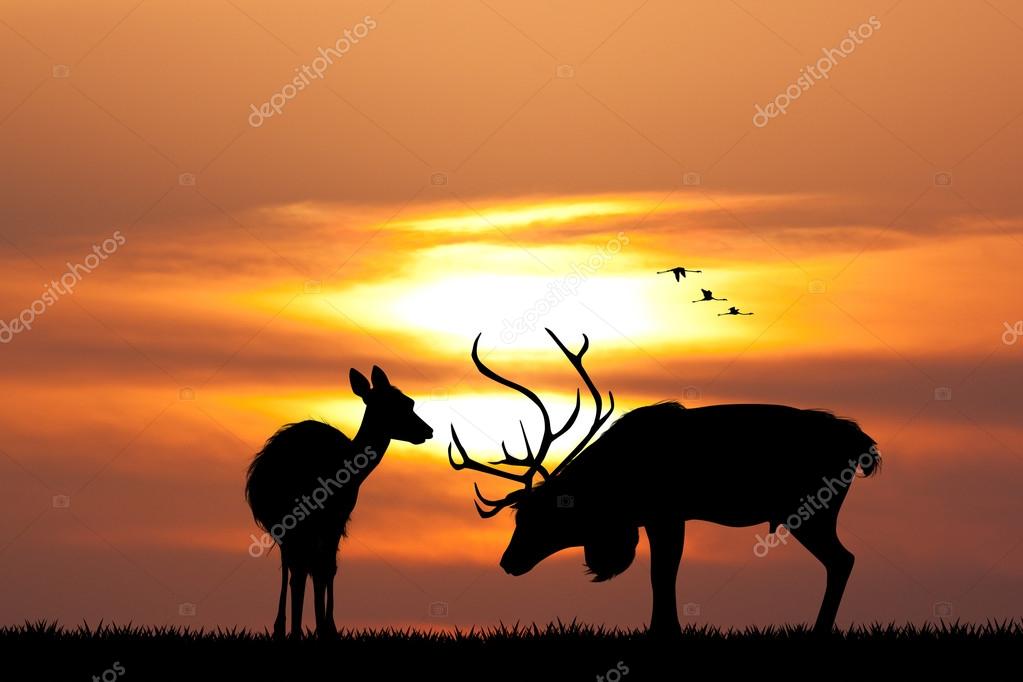 Deer at sunset Stock Photo by ©adrenalina 125190830