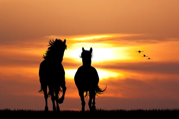 Galoppierende Pferde bei Sonnenuntergang — Stockfoto