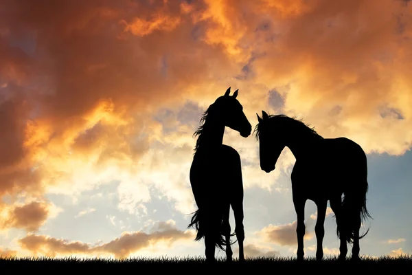 Sílhueta de cavalos no amor ao pôr-do-sol — Fotografia de Stock