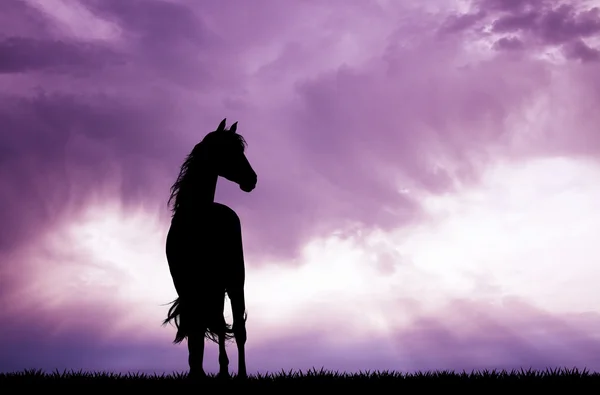 日没時の馬のシルエット — ストック写真