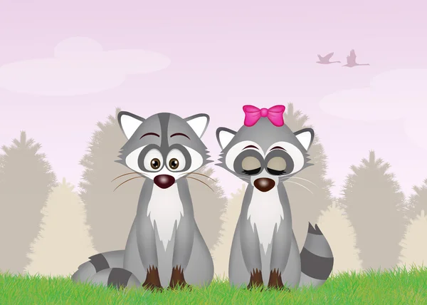 Raccoons in the forest — Stock Photo, Image
