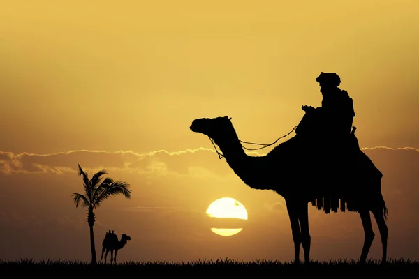 贝都因人在日落时的骆驼 — 图库照片