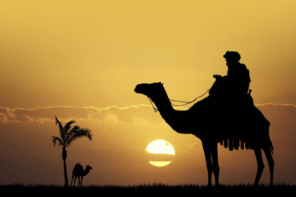 Бедуин на верблюде на закате
