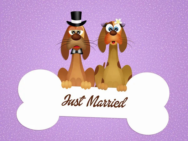 Casamento de cães — Fotografia de Stock