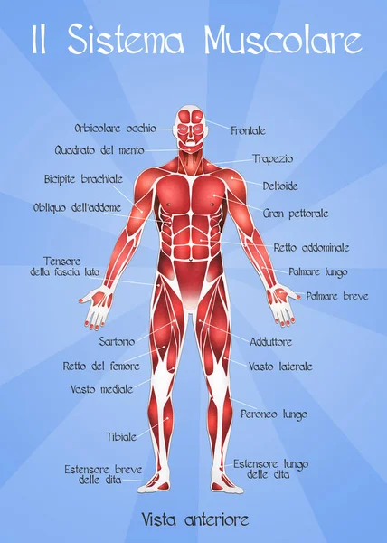 El sistema muscular —  Fotos de Stock