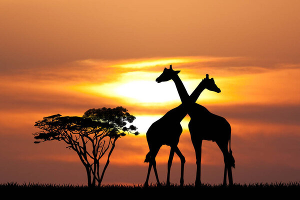 Illustration of giraffe silhouette at sunset