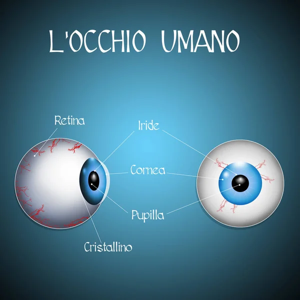 L'occhio umano — Foto Stock