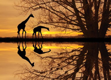 zürafa Afrika peyzaj
