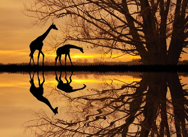Жираф в африканском пейзаже — стоковое фото