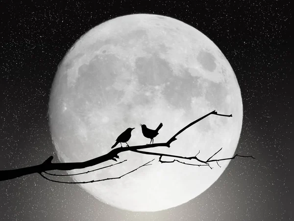 supermoon gösterimi